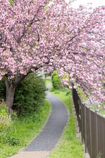 「ヤエザクラ」のサムネイル画像