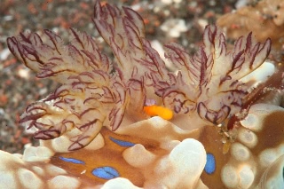 「ミヤコウミウシ」のサムネイル画像