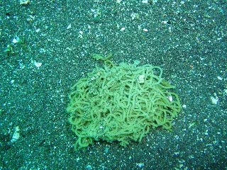 「アメフラシの卵」のサムネイル画像