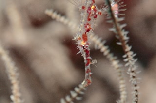 「ニシキフウライウオ(Ghost pipe fish)」のサムネイル画像