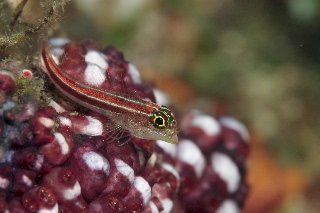 「タテジマヘビギンポ(Tropical striped triplefin)」のサムネイル画像