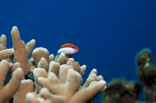 「ホシゴンベ(blackside hawkfish)」のサムネイル画像