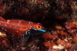 「ヨゴレヘビギンポ」のサムネイル画像