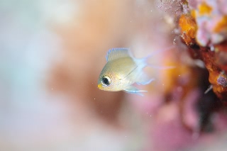 「マルスズメダイ」のサムネイル画像