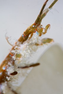 「キタワレカラ」のサムネイル画像