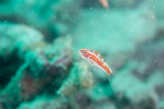 「red-blotched pygmy-goby(レッドブロッチピグミーゴビー)」のサムネイル画像