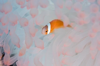 「ハマクマノミ」のサムネイル画像