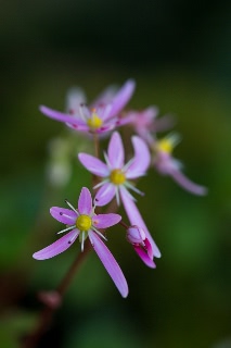 「ダイモンジソウ」のサムネイル画像