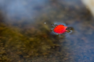 「植物の仲間」のサムネイル画像