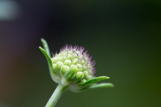 「Black Knight(ブラックナイト)」のサムネイル画像
