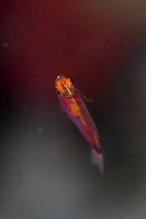 「レッドヘッドドワルフゴビー(ロングレイドワーフゴビー (Trimma nasa)と同種？)」のサムネイル画像