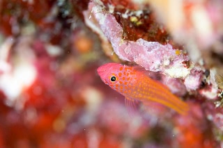 「エリホシベニハゼ」のサムネイル画像