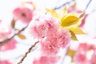 「ヤエザクラ」のサムネイル画像