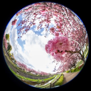 「ヤエザクラ」のサムネイル画像