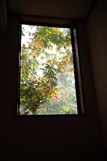 「窓から覗く秋」のサムネイル画像