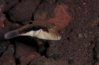 「キンチャクフグの仲間」のサムネイル画像