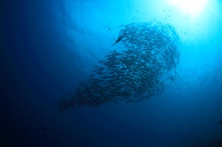 「ギンガメアジ(Bigeye trevally)」のサムネイル画像