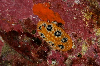 「キイロイボウミウシ」のサムネイル画像