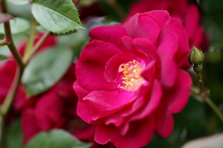 「カクテル」のサムネイル画像