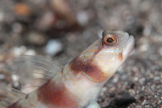 「ダテハゼ」のサムネイル画像