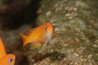 「キンギョハナダイ(Indian)(Indian Lyre-tail Basslet)」のサムネイル画像