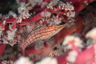 「クダゴンベ(longnose hawkfish)」のサムネイル画像