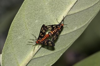 「昆虫の仲間」のサムネイル画像