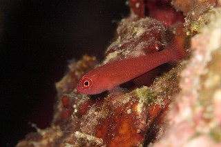 「無題」のサムネイル画像