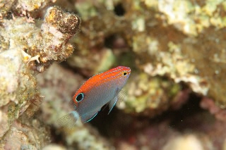 「メガネスズメダイ」のサムネイル画像