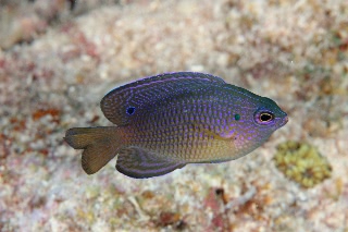 「クロメガネスズメダイ」のサムネイル画像