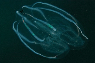 「キタカブトクラゲ」のサムネイル画像