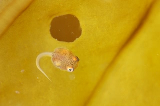 「ホテイウオ(ゴッコ)」のサムネイル画像