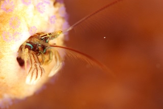「カンザシヤドカリ(Coral Hermit Crab)」のサムネイル画像