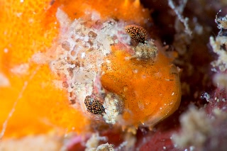 「オコゼカジカ」のサムネイル画像