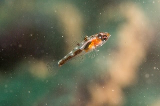 「red-blotched pygmy-goby(レッドブロッチピグミーゴビー)」のサムネイル画像
