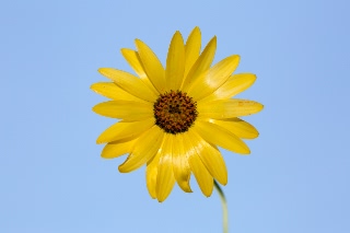 「アフリカキンセンカ」のサムネイル画像