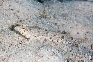 「コブヌメリ」のサムネイル画像