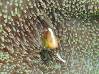 「セジロクマノミ(Eastern Anemonefish)」のサムネイル画像