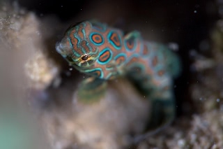 「ピクチャ－ドラゴネット(picture dragonet)」のサムネイル画像