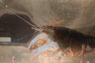 「アメリカザリガニ 」のサムネイル画像