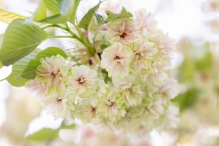 「ギョイコウ(御衣黄)」のサムネイル画像