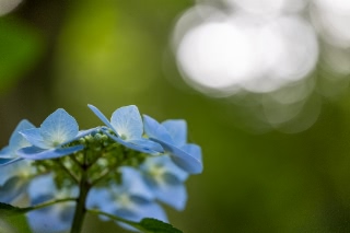 「ガクアジサイ(額紫陽花)」のサムネイル画像