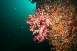 「ウミトサカ」のサムネイル画像