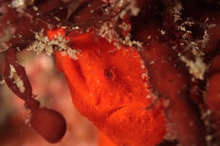 「オオモンイザリウオ(Giant frogfish,オオモンカエルアンコウ)」のサムネイル画像