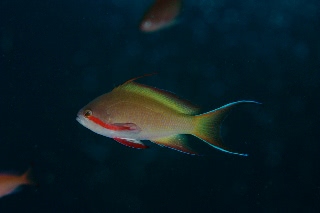 「メラネシアンアンティアス(Meranesian anthias)」のサムネイル画像