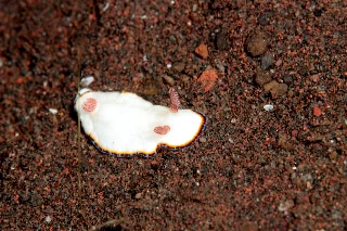 「クロモドーリス・プレキオーサ」のサムネイル画像