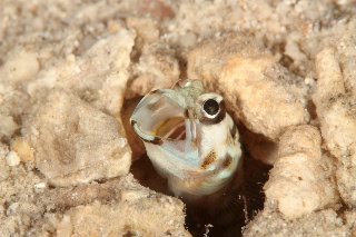 「メガネアゴアマダイ(ring-eye jawfish,リングアイジョーフィッシュ)」のサムネイル画像