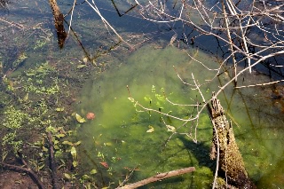 「みどろ沼」のサムネイル画像