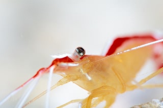 「アカシマシラヒゲエビ(アカスジモエビ,white-banded cleaner shrimp)」のサムネイル画像