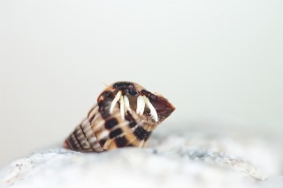 「ウスイロサンゴヤドカリ」のサムネイル画像